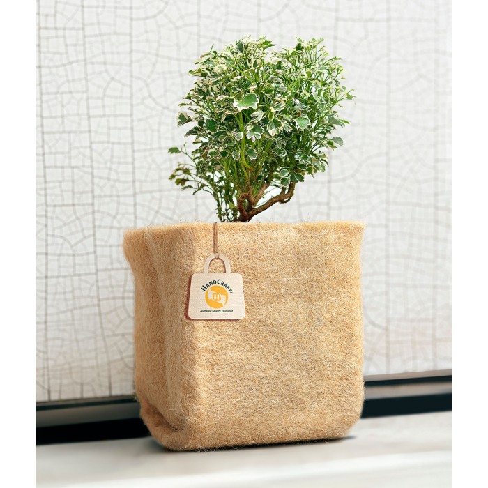 Square natural jute indoor planter holding a small leafy plant, with a HANDCRAFT hang tag